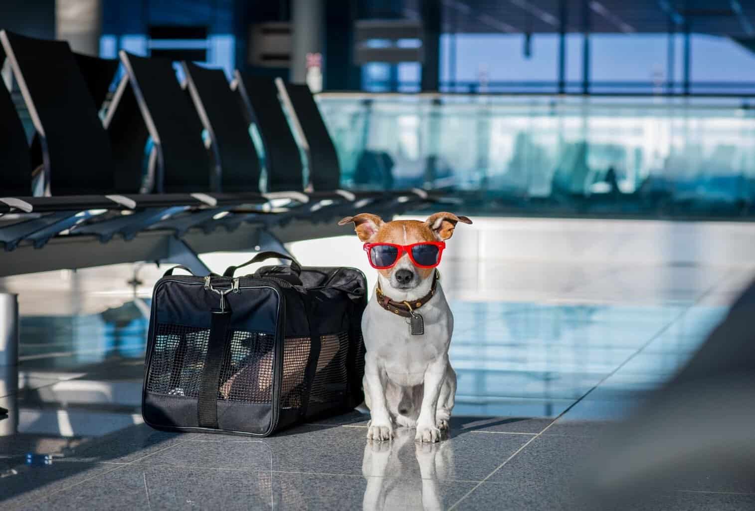 Is It Safe for Dogs to Fly in Cabin? dogpackr