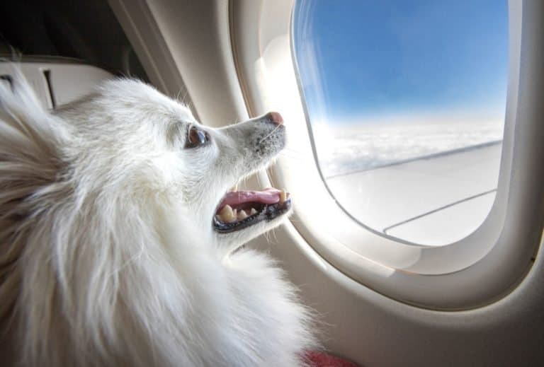 Is It Safe for Dogs to Fly in Cabin? dogpackr
