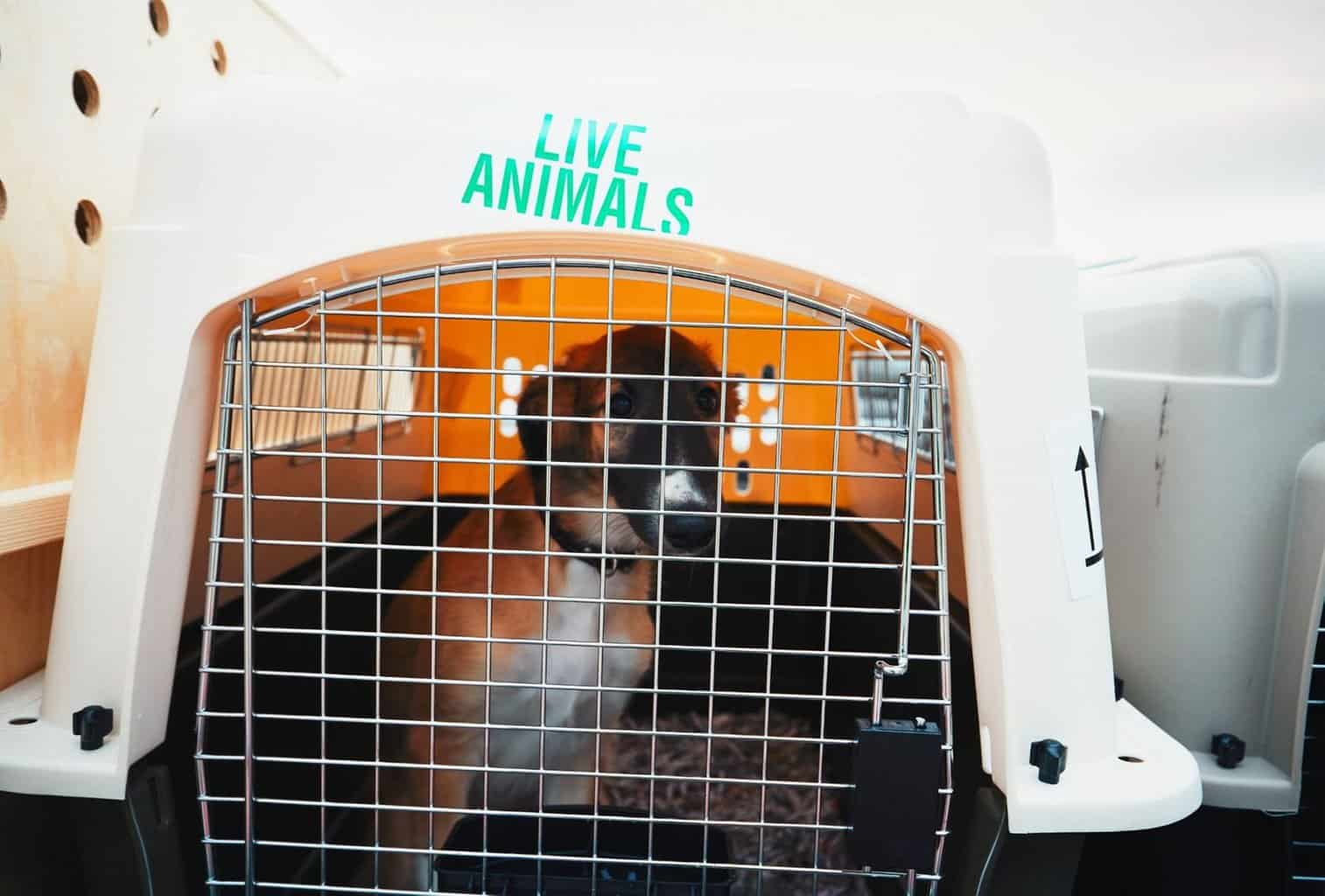 Is It Safe for Dogs to Fly in Cabin? dogpackr