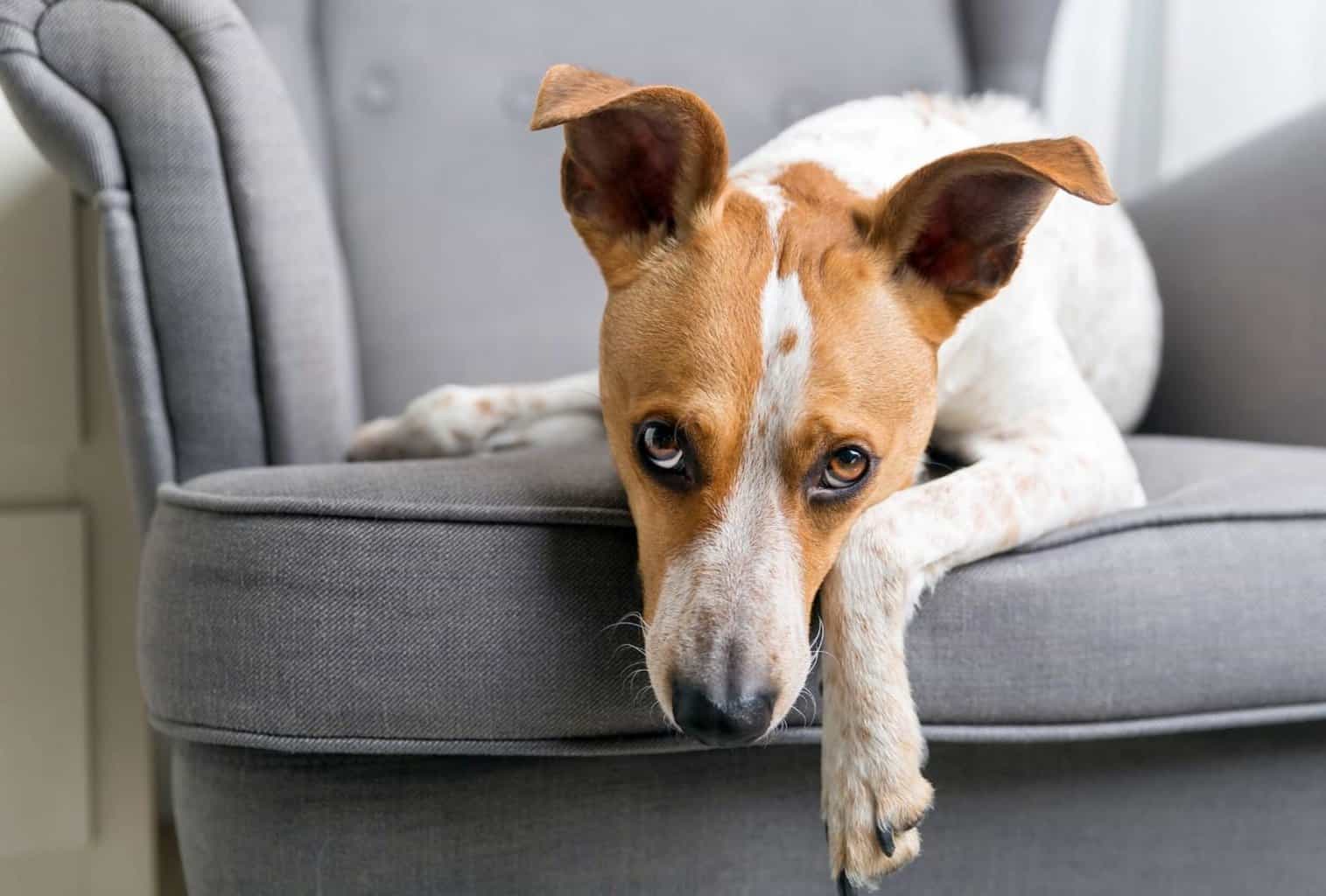 My Dog Is Lazy 7 Possible Reasons dogpackr