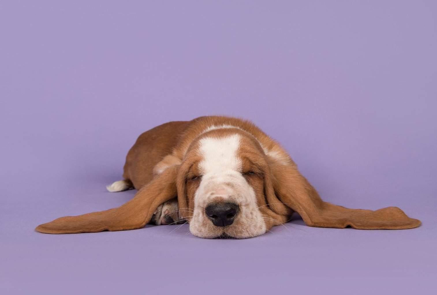 My Dog Is Lazy – 7 Possible Reasons