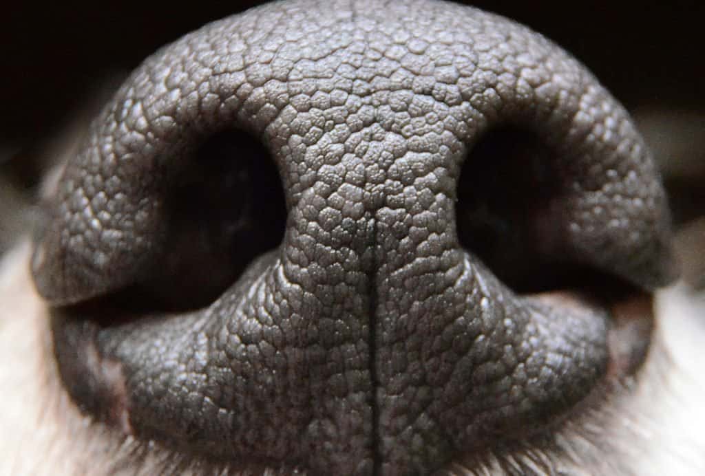 Dogs have a very strong sense of smell