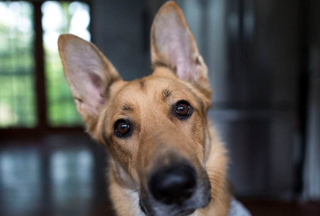 Dogs can hear extremely well