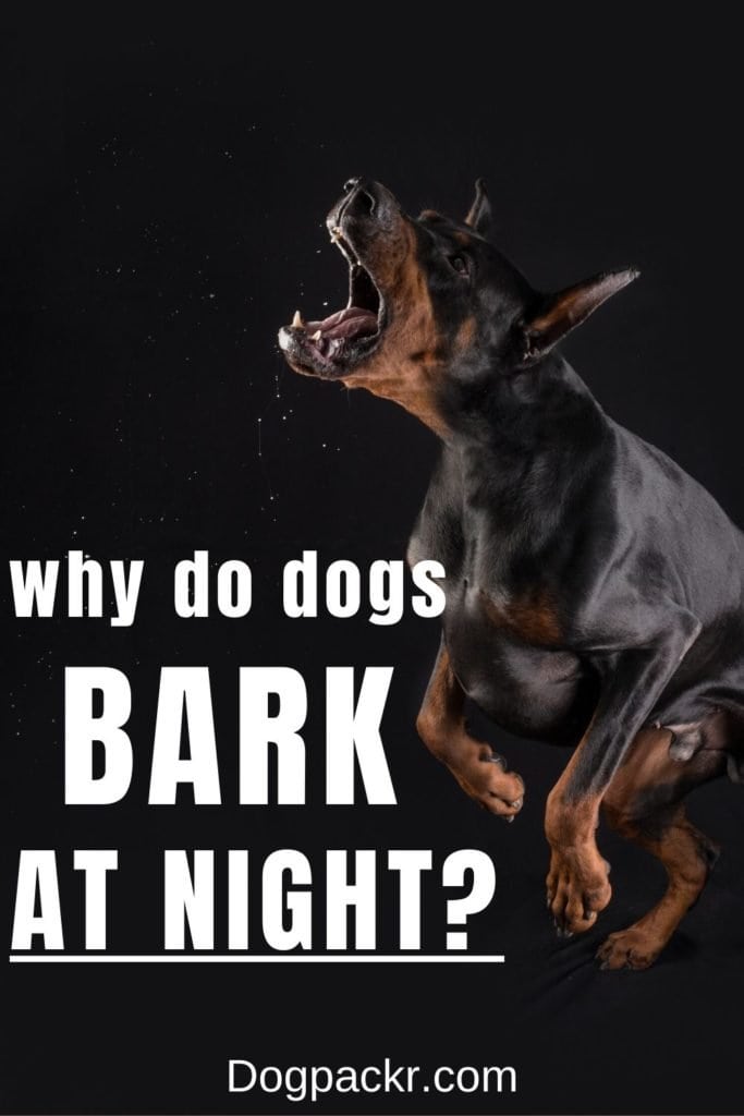 how to train your dog not to bark at night