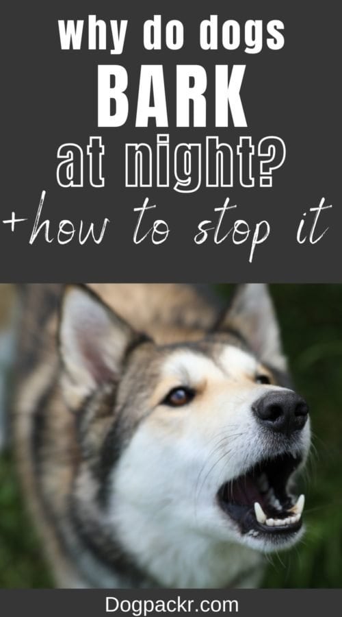 Why do dogs bark at night? Mystery resolved dogpackr