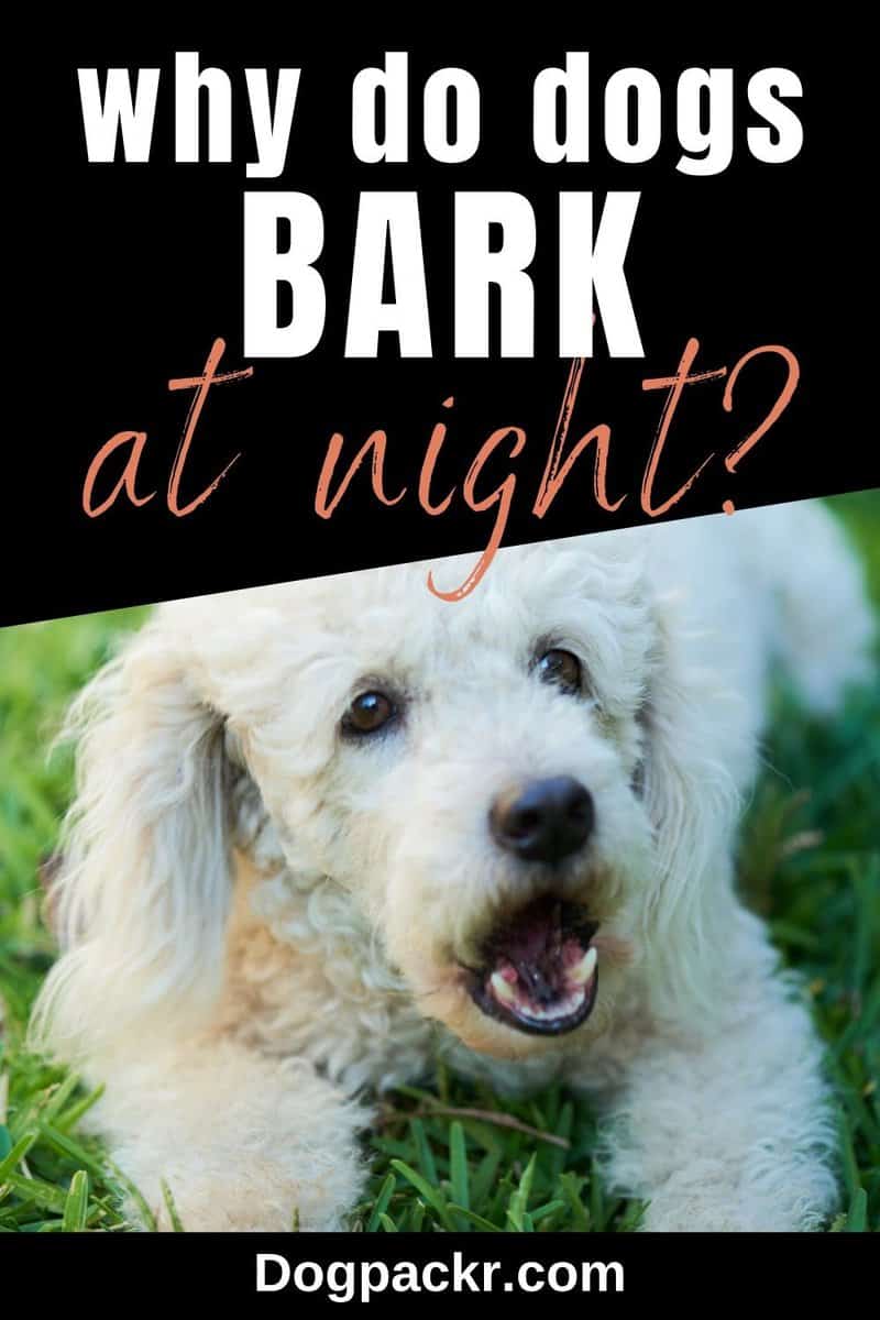 Why do dogs bark at night? Mystery resolved dogpackr
