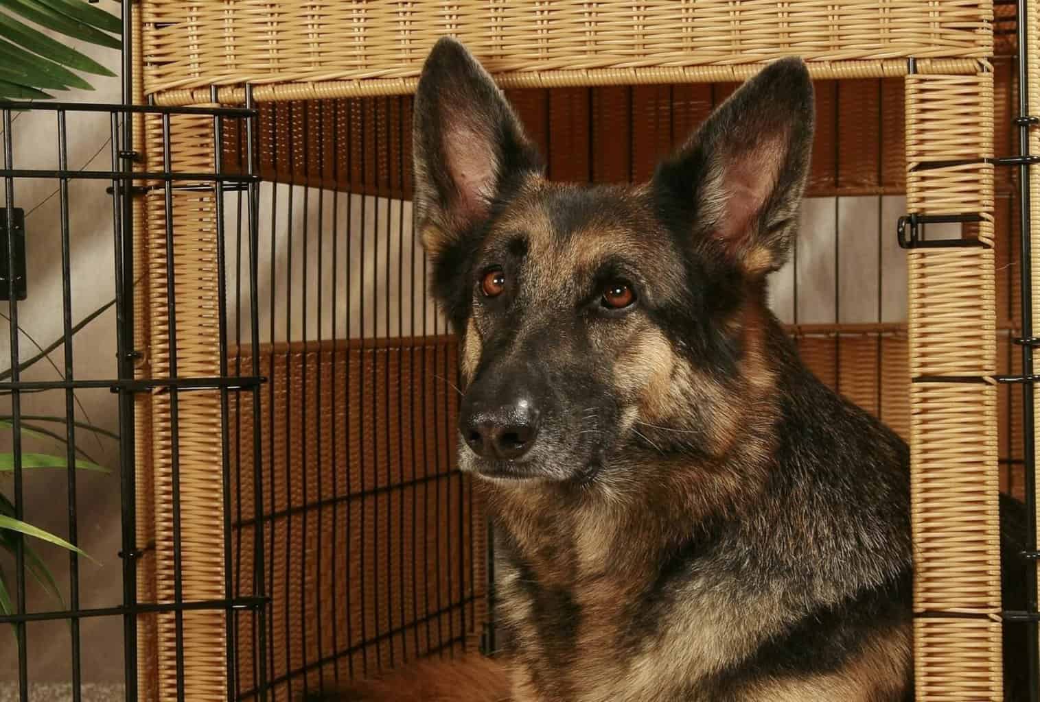 6 Best Crates for Dogs to Sleep In dogpackr