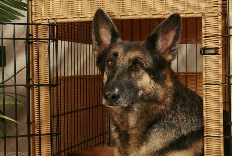 6 Best Crates for Dogs to Sleep In dogpackr