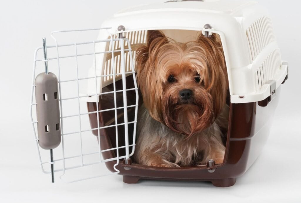 small dog sleeping crate