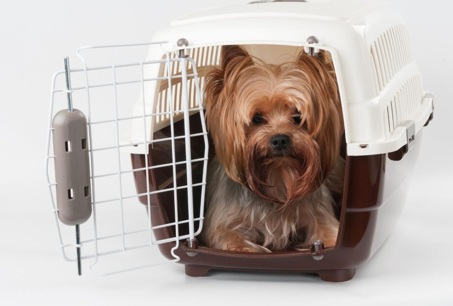 6 Best Crates for Dogs to Sleep In dogpackr