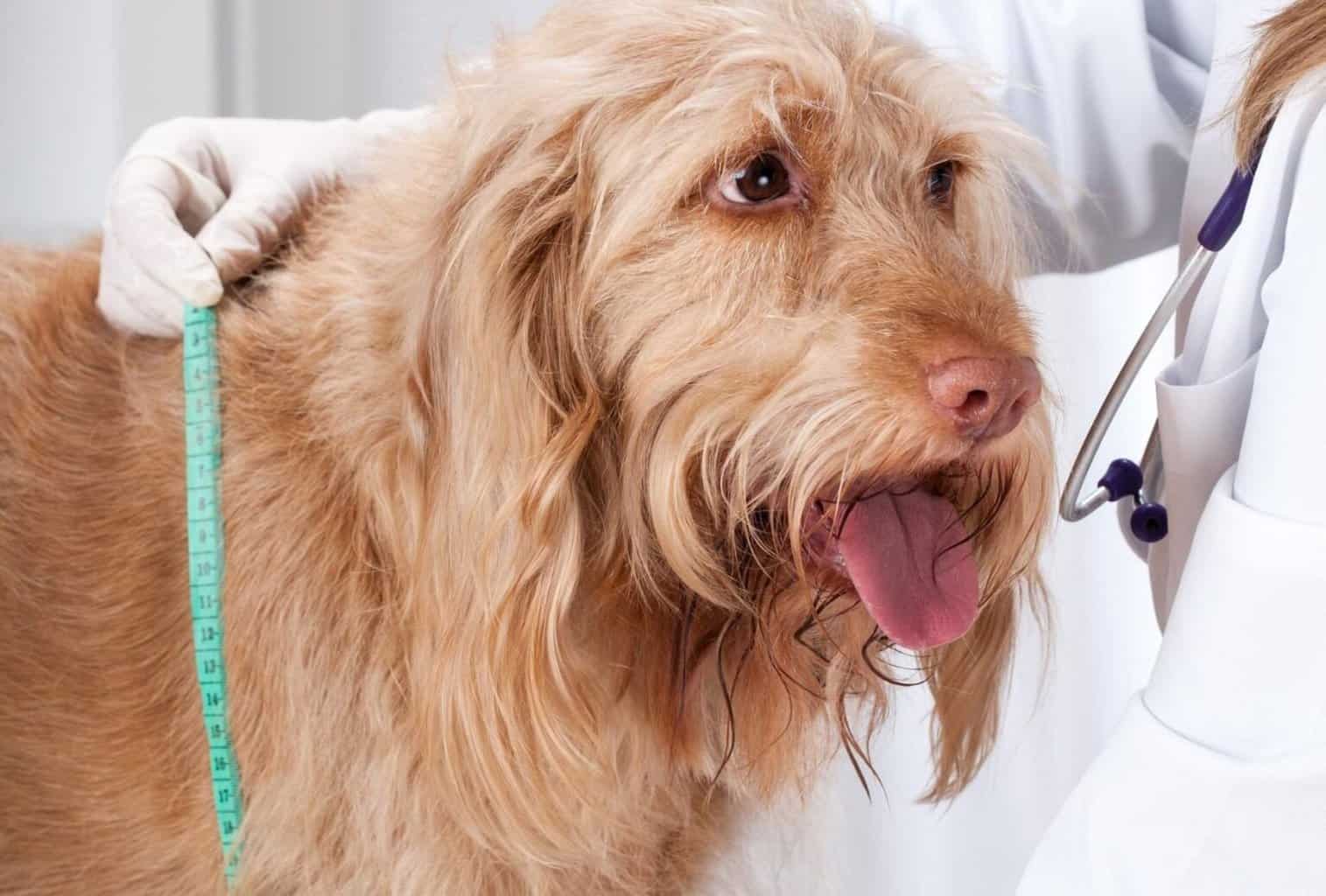 6 Best Crates for Dogs to Sleep In dogpackr