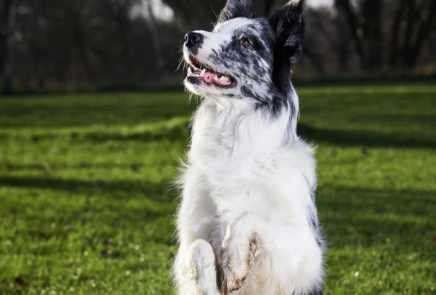 Brain training for dogs review 2021