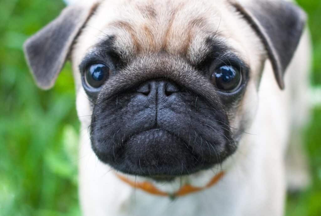 Brachycephalic dog breeds like pugs often have teary eyes