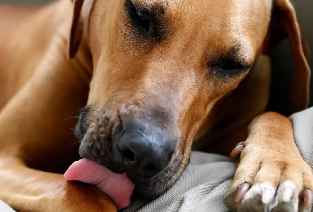 Excessive paw licking can be a way for your dog to express his emotions
