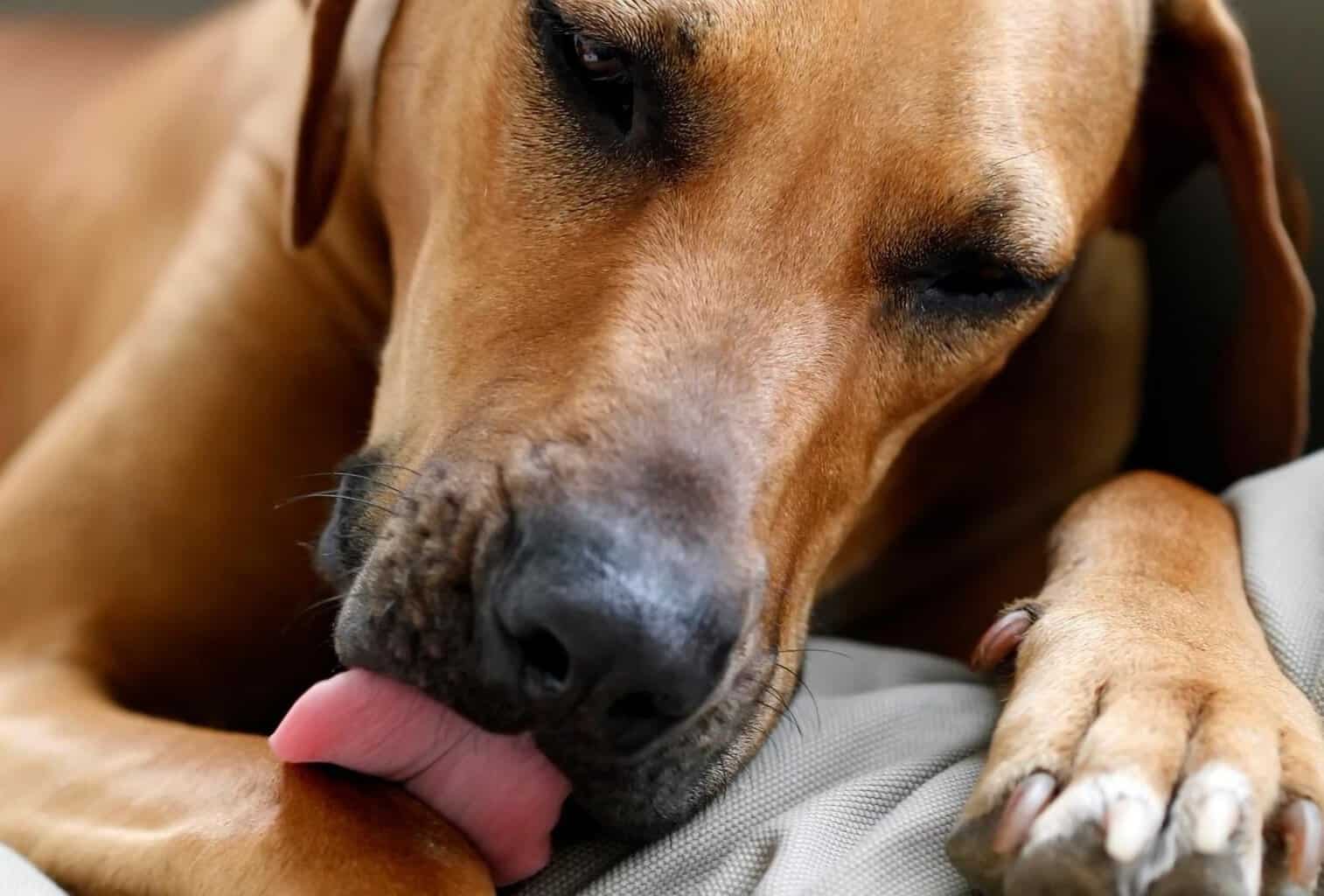 Dog Licking Dick