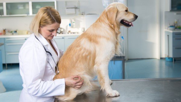your vet might figure out whether there's OCD going on with your dog, and how to help him. if that's the reason your dog is chasing his tail, this can help him stop
