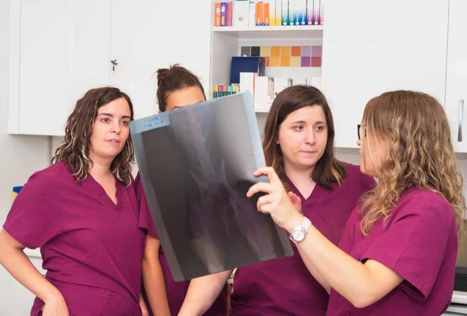 How Much Do Dog Xrays Cost at the Vet? dogpackr