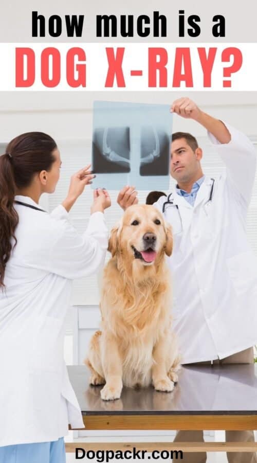 Emergency Vet Xray Cost