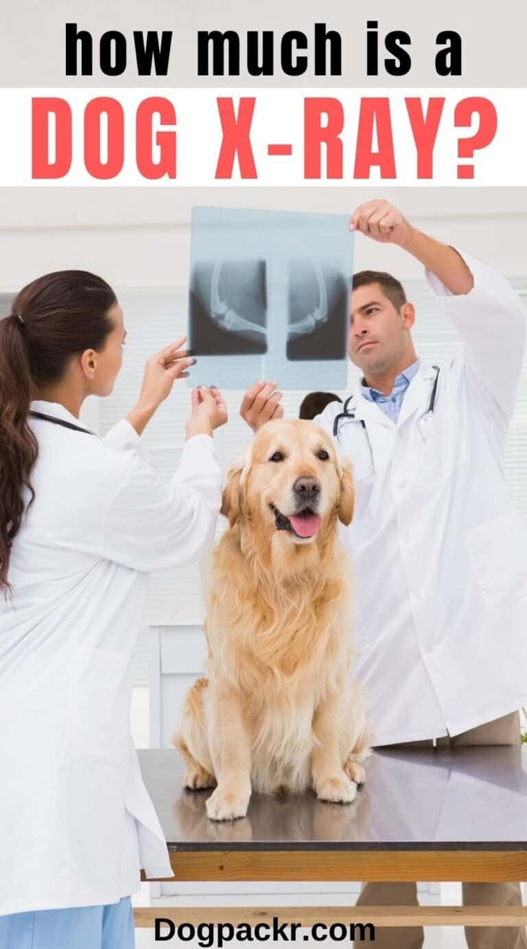 How Much Do Dog Xrays Cost at the Vet? dogpackr