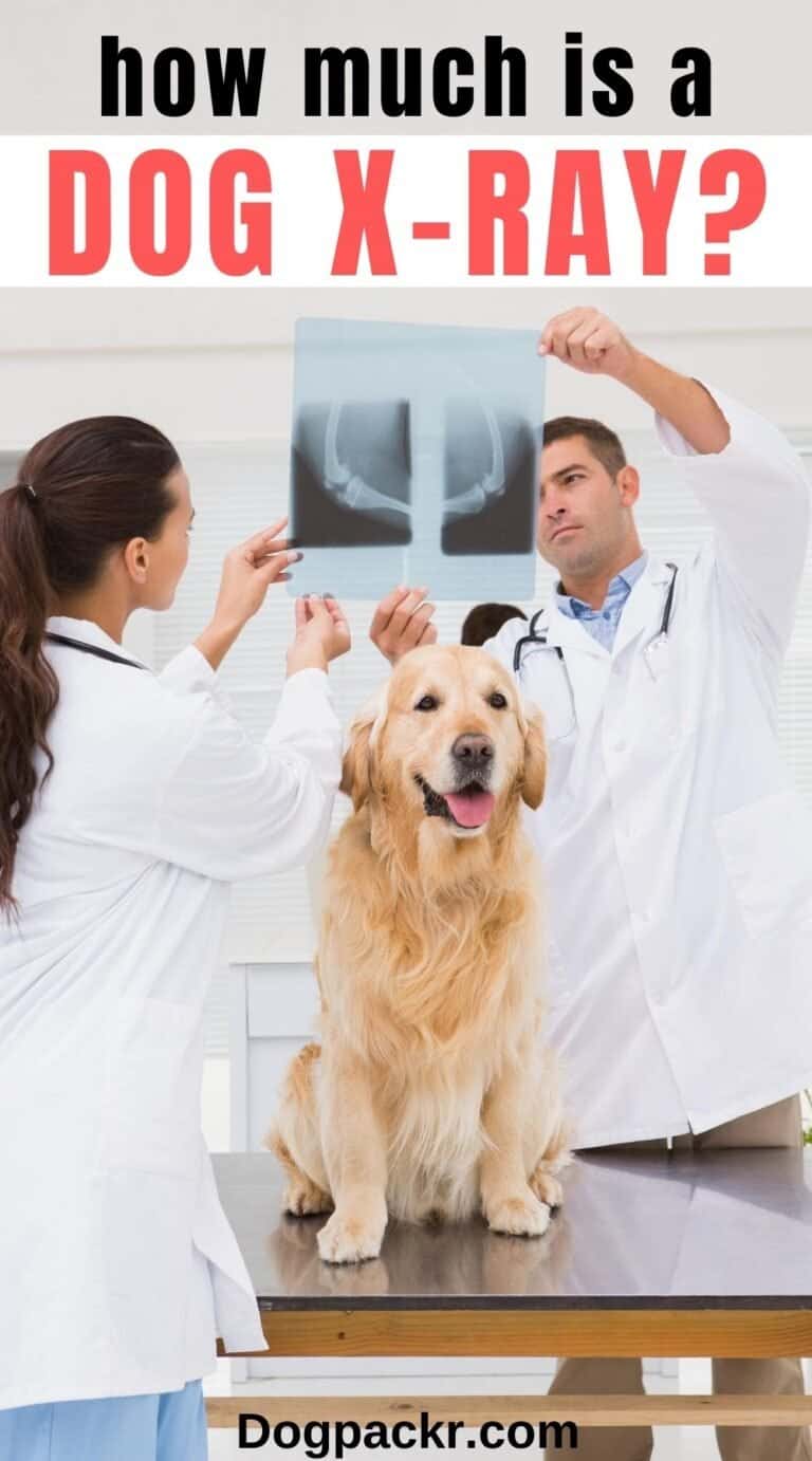 How Much Do Dog X rays Cost At The Vet Dogpackr