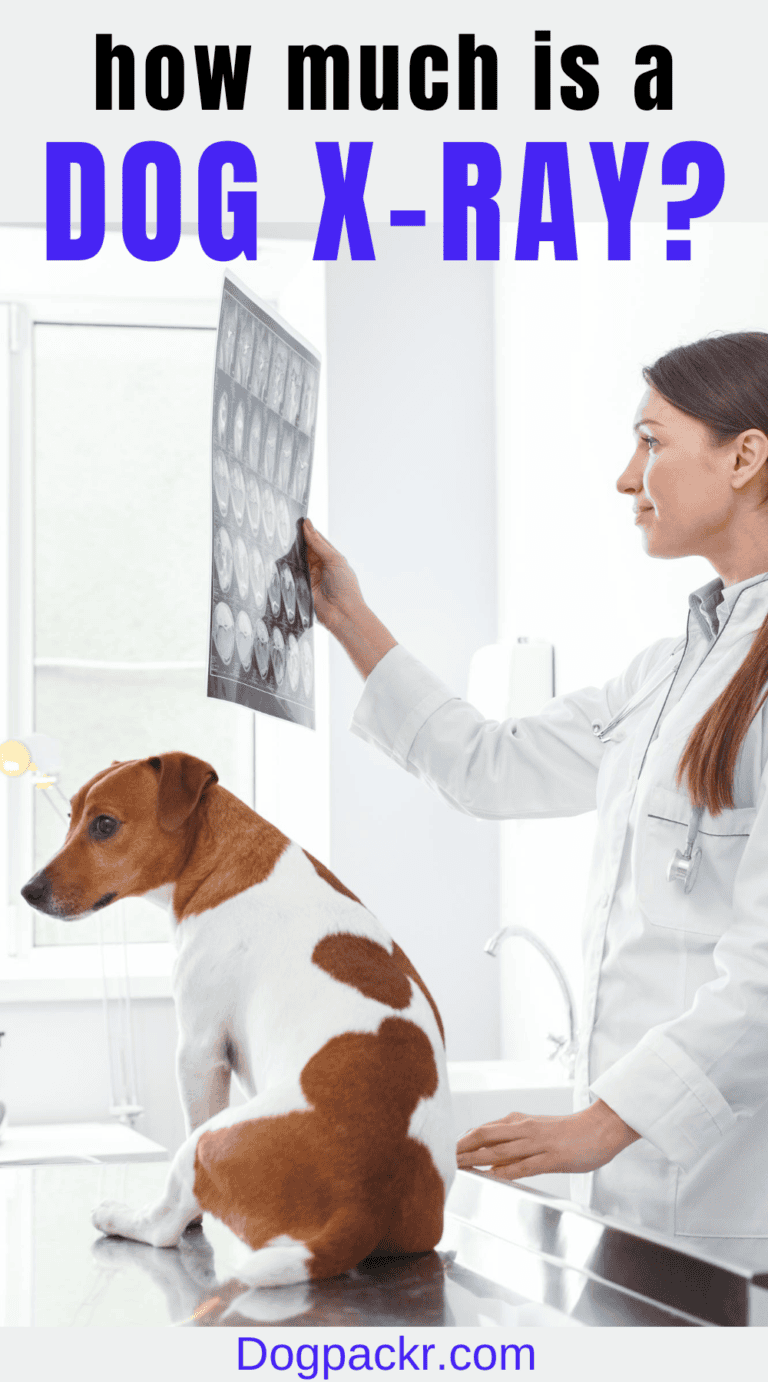 How Much Do Dog Xrays Cost at the Vet? dogpackr