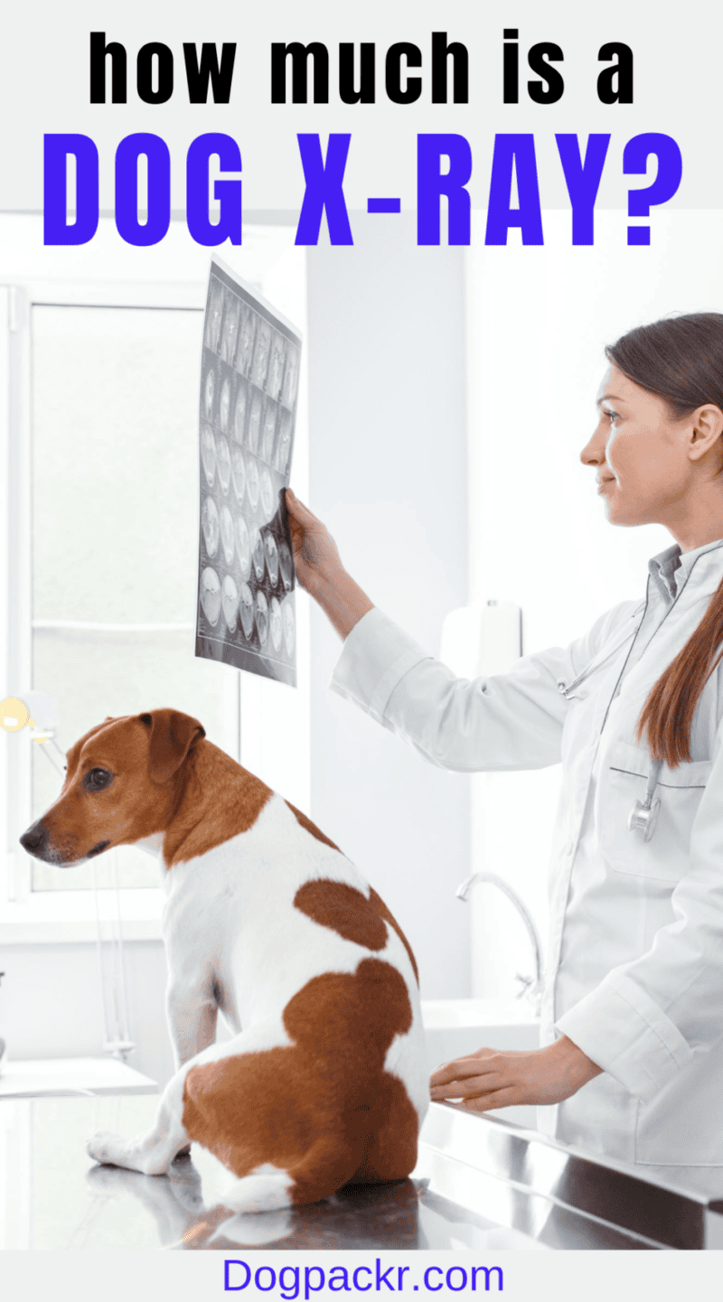 How Much Do Dog Xrays Cost at the Vet? dogpackr