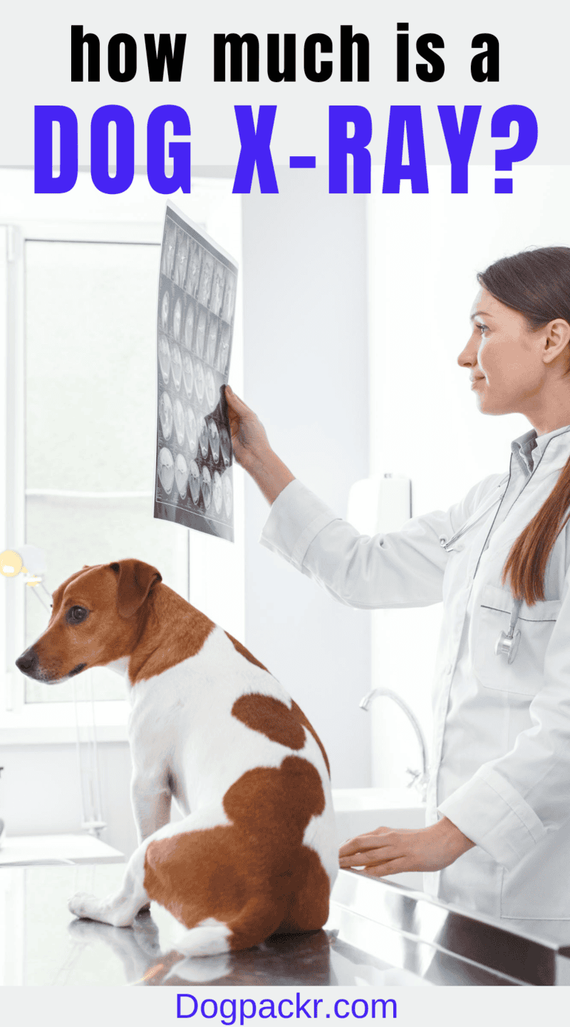 How Much Are Pet X Rays