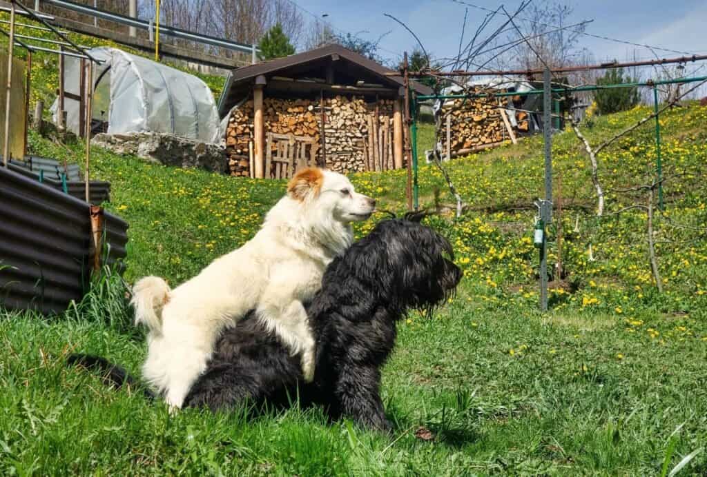 Dogs like to hump different subjects: humans, objects and of course, other dogs