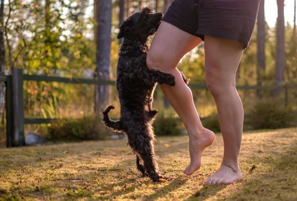 If an adult dog is humping a lot, it has likely become a habit