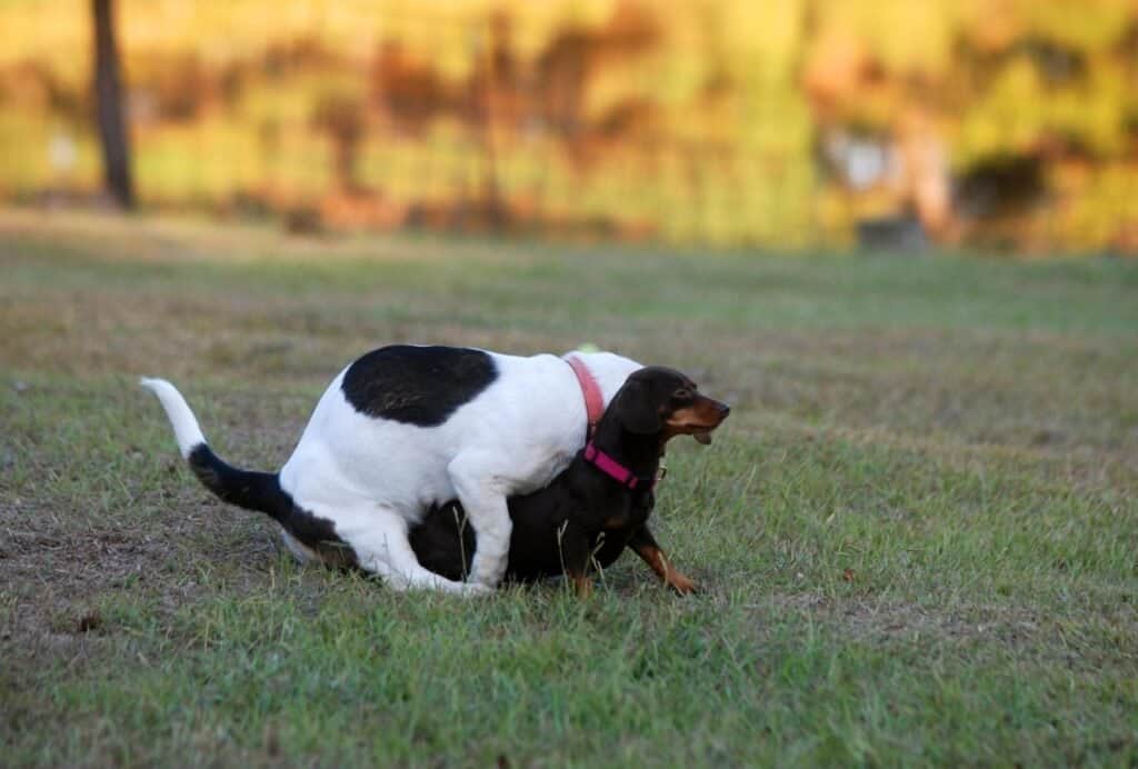 If your dog is humping and mounting a lot, make sure to reduce stress and stimulation