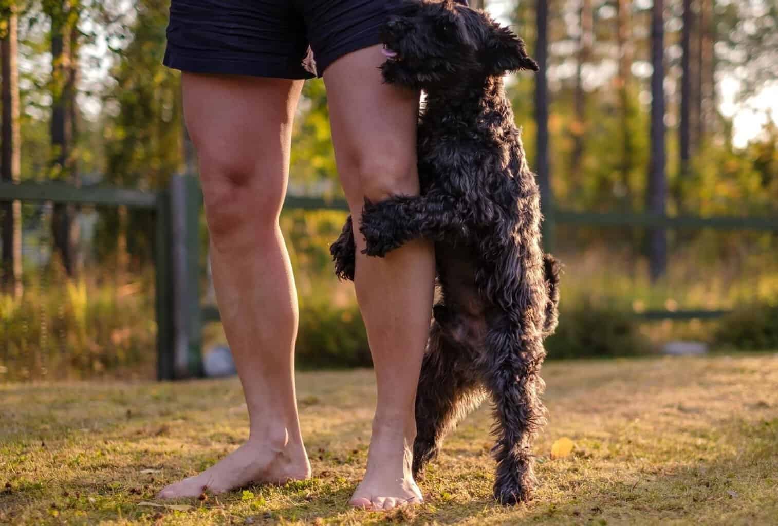 How to Stop a Dog from Humping and Mounting