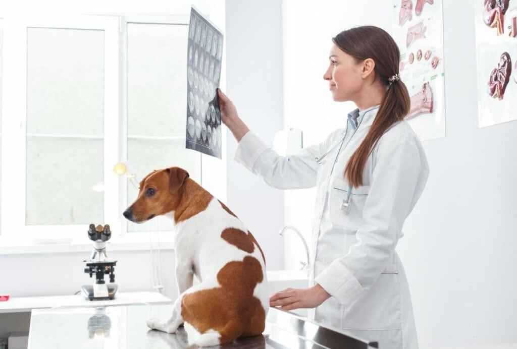 How Much Do Dog Xrays Cost at the Vet? dogpackr