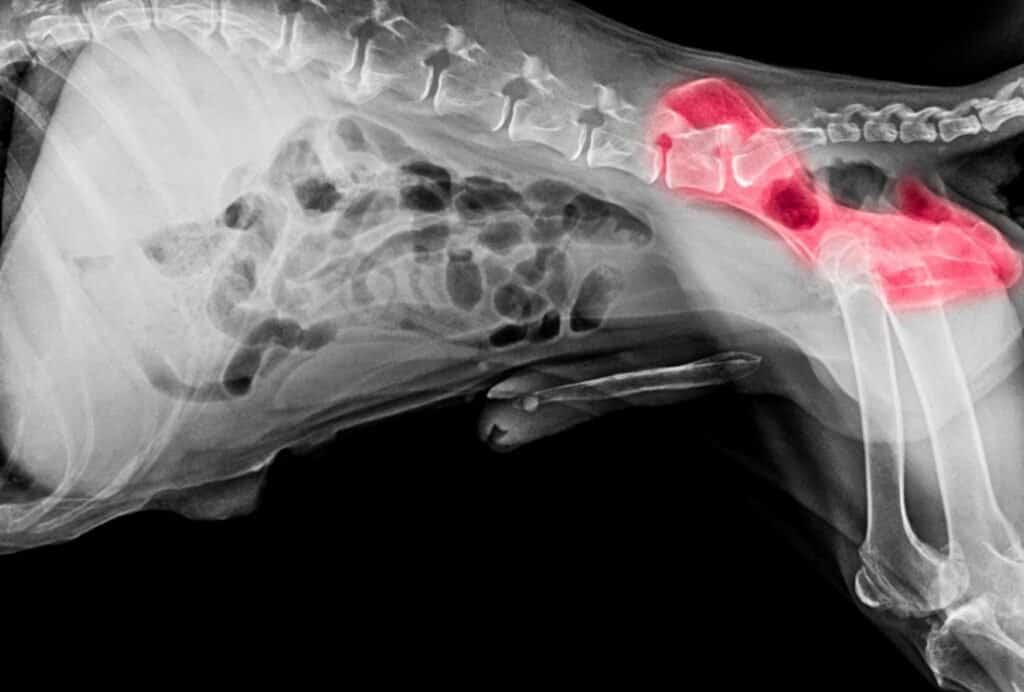 how much does it cost for an xray on a dog