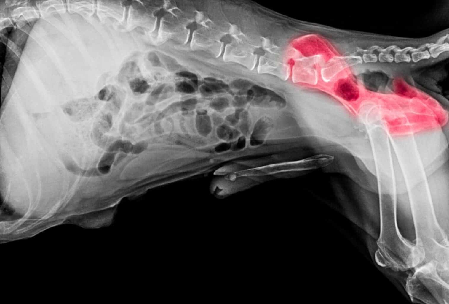 How Much Do Dog Xrays Cost at the Vet? dogpackr