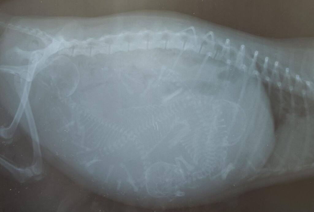 You can see the puppies' spines and heads with an x-ray