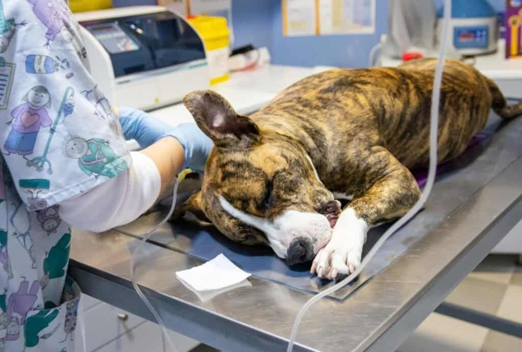 how much does dog xrays cost