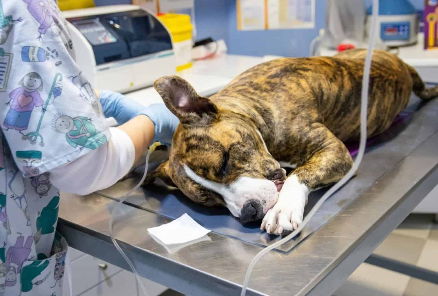 How Much Do Dog Xrays Cost at the Vet? dogpackr