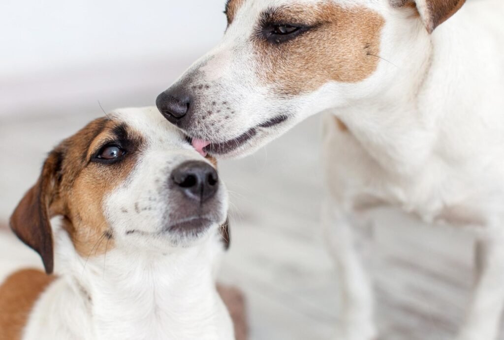 Dogs licking other dogs' faces is a sign of submission and respect