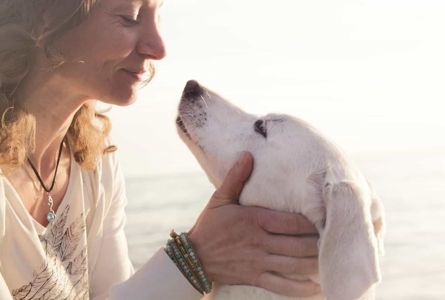 Why Does My Dog Stare at Me? (You'll be surprised) dogpackr