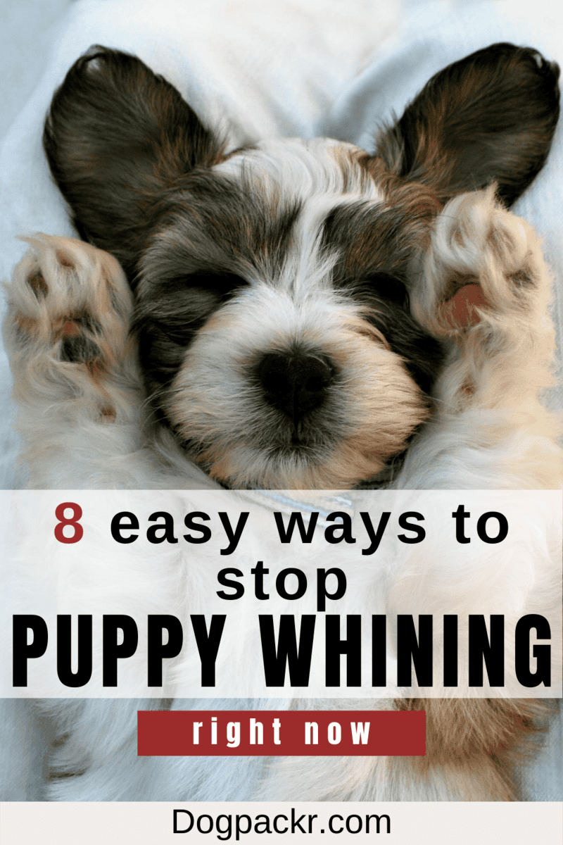 why-is-my-puppy-whining-and-crying-dogpackr