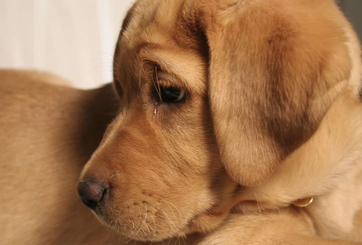 9-reasons-why-your-puppy-is-crying-and-how-to-get-them-to-stop