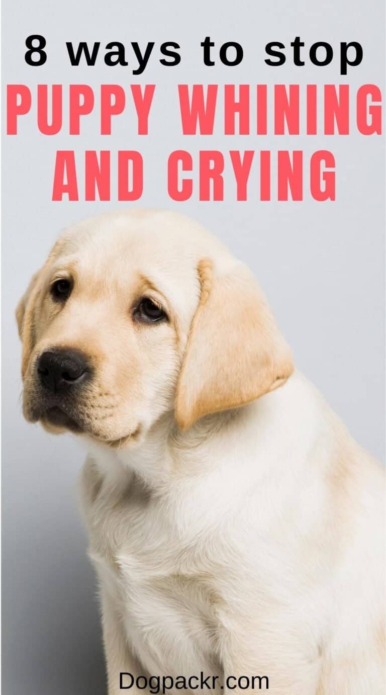 Why Is My Puppy Whining And Crying? dogpackr