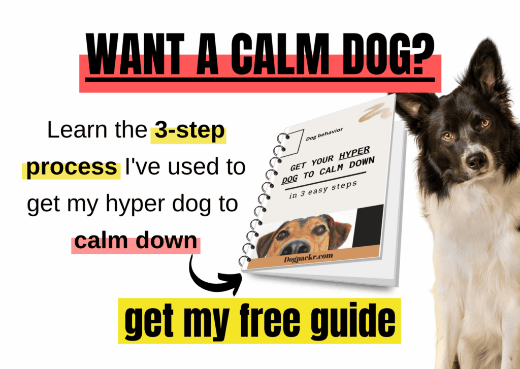 how to help dog boredom