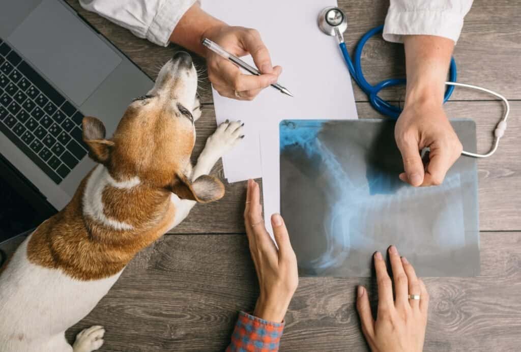 how to save money on vet bills