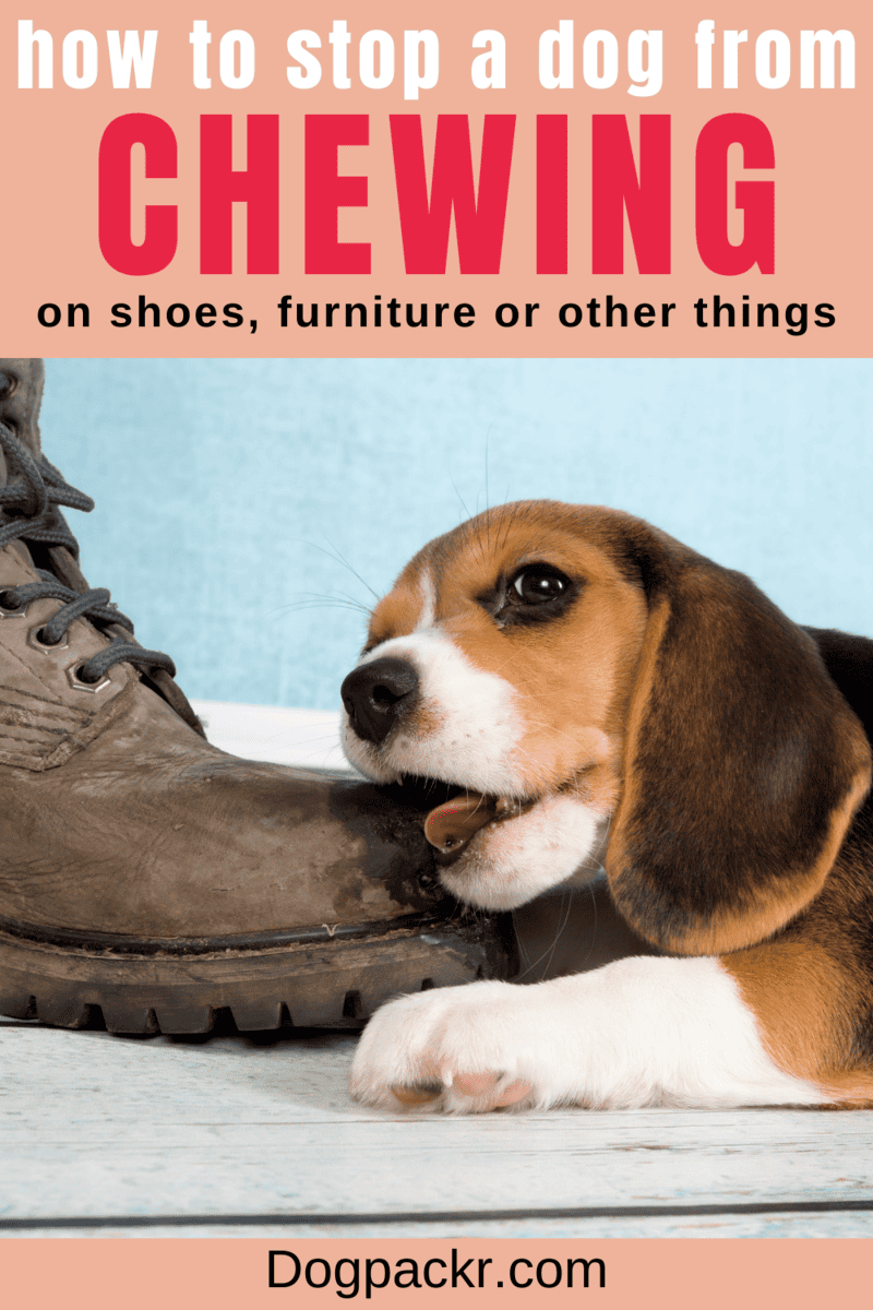 How to Stop a Dog from Chewing on Things dogpackr