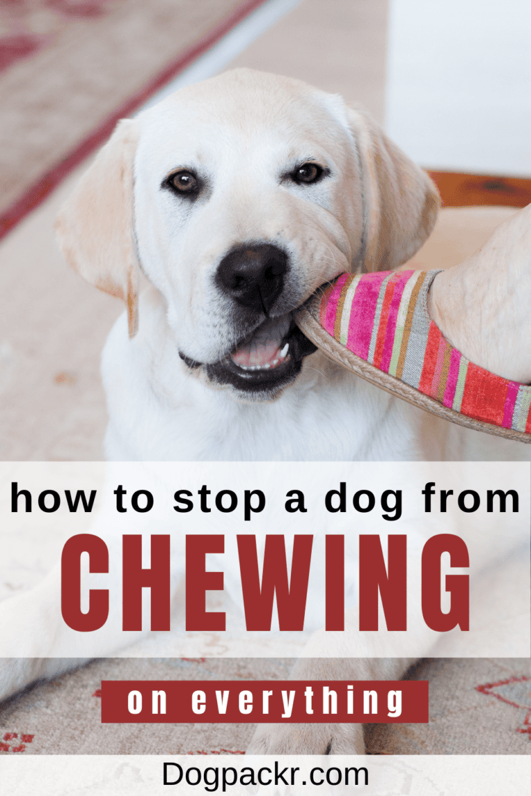 How to Stop a Dog from Chewing on Things dogpackr