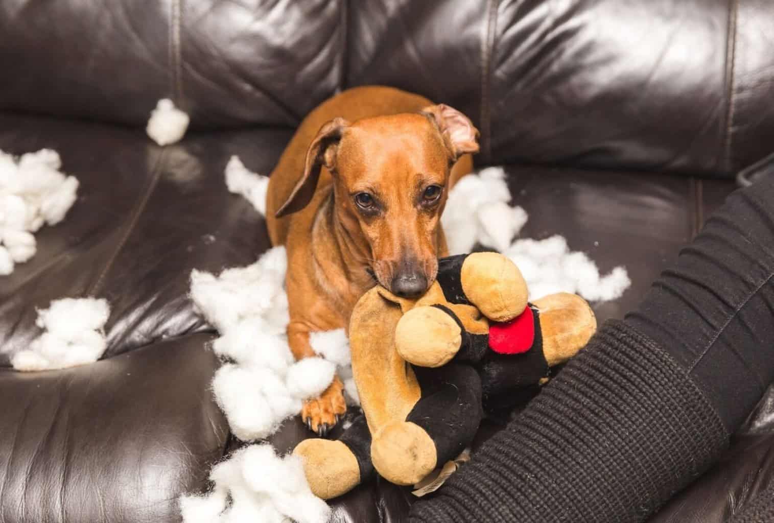 How to Stop a Dog from Chewing on Things dogpackr