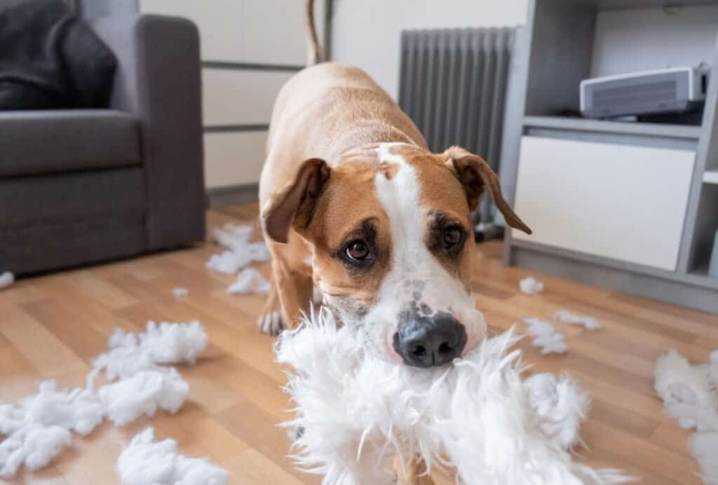 how to stop a dog from chewing on things