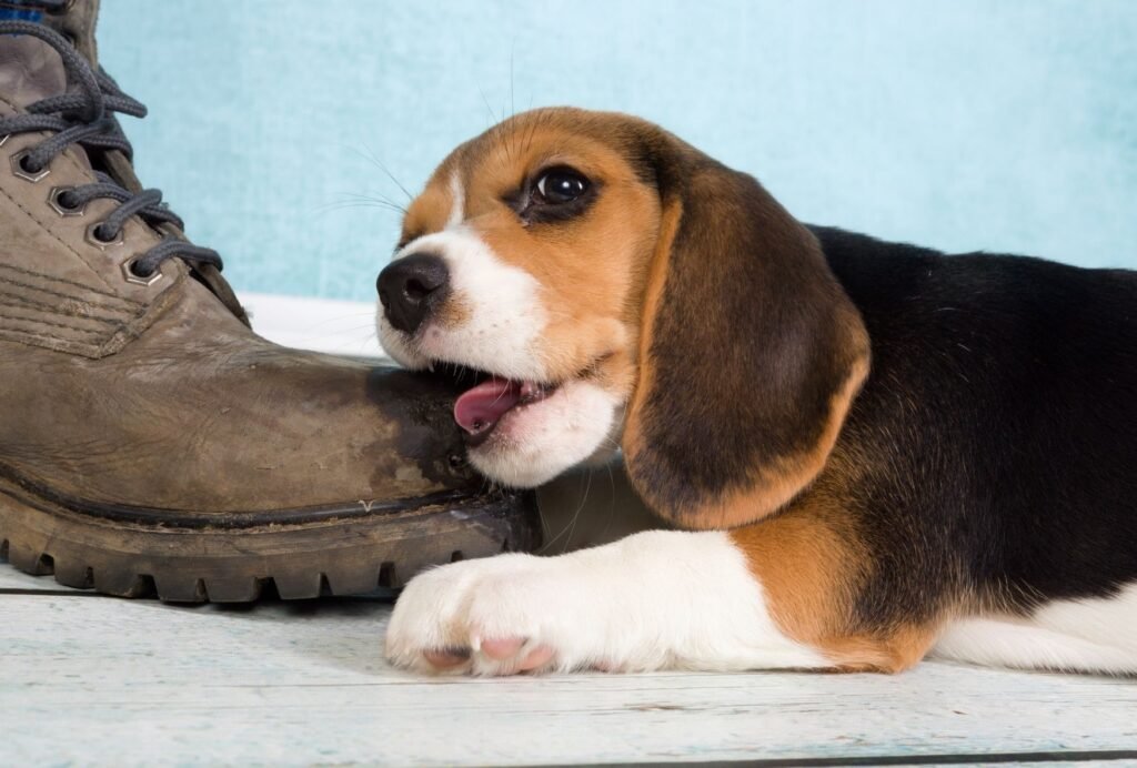 Puppies explore the world with their teeth, which is why they love chewing on things