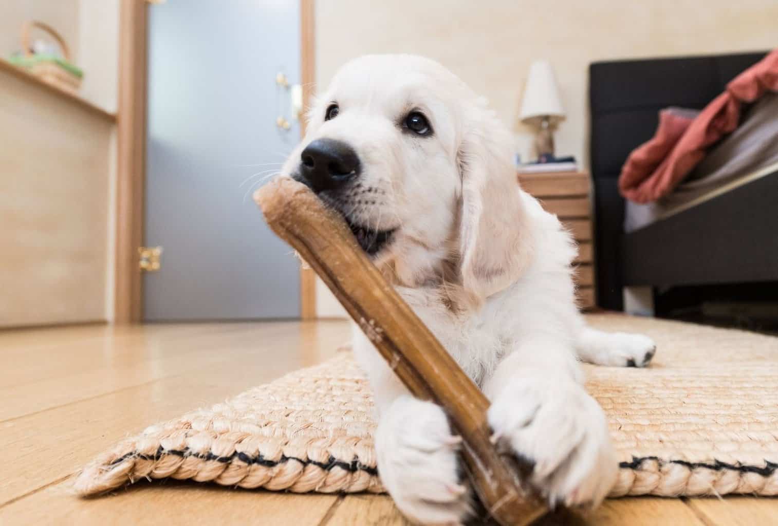 How to Stop a Dog from Chewing on Things dogpackr